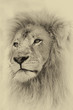 Illustration: Sepia Toned Lion Face Sepia Toned Lion Face