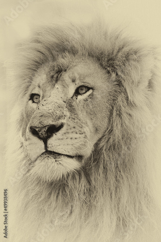 Illustration: Sepia Toned Lion Face Sepia Toned Lion Face