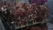 chickens in a cage