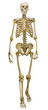 single human skeleton on white