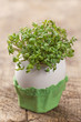 Garden cress