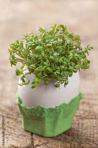 Photo: Garden cress Garden cress