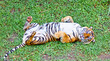 Foto: Tiger, portrait of a bengal tiger. Tiger, portrait of a bengal tiger.