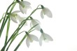 snowdrops
