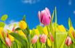 tulpe und blauer himmel