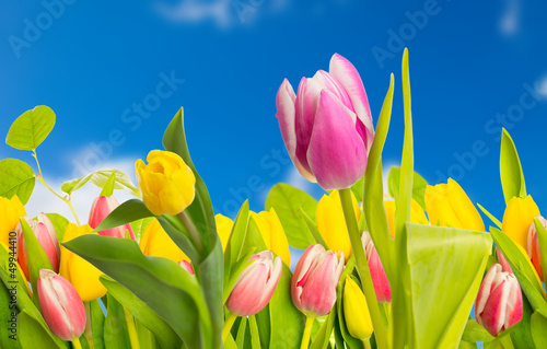 Photo: tulpe und blauer himmel tulpe und blauer himmel