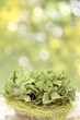 Foto: grüne hortensien und bokeh grüne hortensien und bokeh
