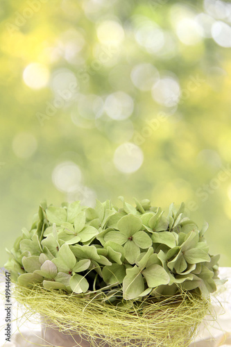Photo: grüne hortensien und bokeh grüne hortensien und bokeh