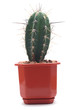 Flower cactus