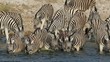 Plains Zebras drinking water, Etosha National Park