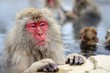 Japanese Snow Monkey