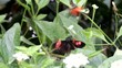 Schmetterlinge