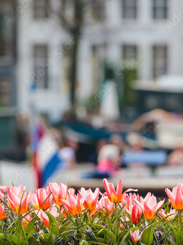 Photo: Tulips in front of an Amsterdam canal Tulips in front of an Amsterdam canal