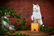white kitten between milk can and coffee grinder