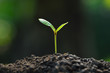 young plant new life