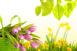 tulpen natur