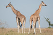 Foto: Giraffen 2 Giraffen 2