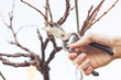 Grape pruning