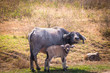 Mother and Child