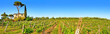 Tuscany landscape panorama with vineyard at sunset, Italy