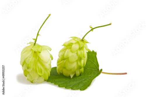 Photo: hops hops