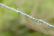 Barbed wire