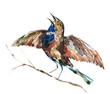 bird