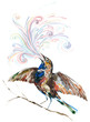 bird