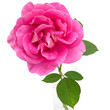 Photo: Pink rose with water droplets in vase isolated on white Pink rose with water droplets in vase isolated on white