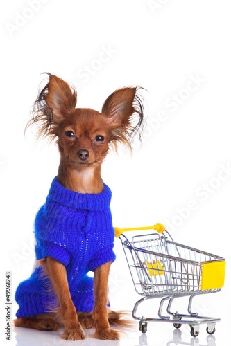 Photo: Toy Terrier with shopping cart isolated on white. Funny little d Toy Terrier with shopping cart isolated on white. Funny little d