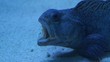Katfisch