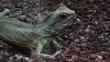 Grüne Wasseragame