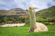 alpaca