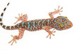 Gecko