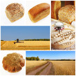 Photo: Yellow grain field and bread collage Yellow grain field and bread collage