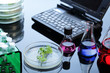 lab