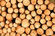 Photo: Coupe de Bois Coupe de Bois