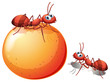 An orange with two ants