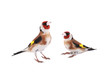 goldfinch