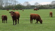 Cows and calfs in field. Cambridgeshire, England.