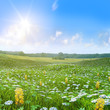 Wilde Wiese Butterblumen  Felder unter blauem Himmel