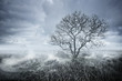 Beautiful Bleakness