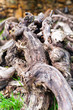 vine wood branches