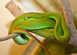 Foto: Trimeresurus albolabris, White-lipped Tree Viper. Indonesia. Trimeresurus albolabris, White-lipped Tree Viper. Indonesia.