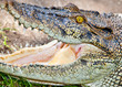 Foto: Crocodylus porosus , Estuarine crocodile, Indonesia Crocodylus porosus , Estuarine crocodile, Indonesia