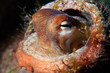 Photo: Mediterranean octopus Mediterranean octopus