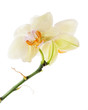 Orchid arrangement centerpiece isolated on white background
