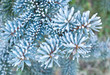 Photo: Branches of blue spruce is covered with frost Branches of blue spruce is covered with frost