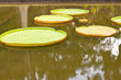 Photo: nénuphar géant, victoria amazonica nénuphar géant, victoria amazonica