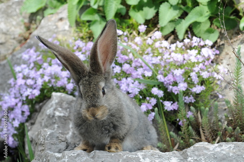 Photo: Hase am sprung Hase am sprung